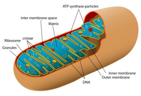 Animal_mitochondrion_diagram, fot. By Mariana Ruiz Villarreal LadyofHats [Public domain], via Wikimedia Commons