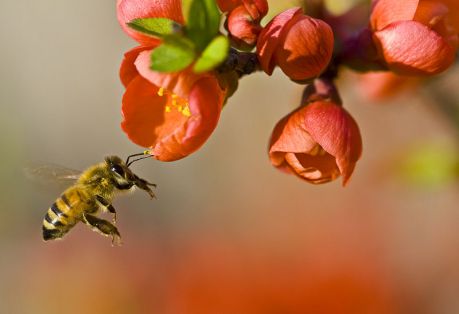 Pollinationn, fot. by Louise Docker (http://www.flickr.com/photos/aussiegall/6105263663) [CC BY 2.0 (http://creativecommons.org/licenses/by/2.0)], Wikimedia Commons