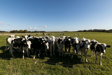Brize_Norton_Cows, fot. By Sam Wise (Brize Norton Cows) [CC BY-SA 2.0 (http://creativecommons.org/licenses/by-sa/2.0)], via Wikimedia Commons