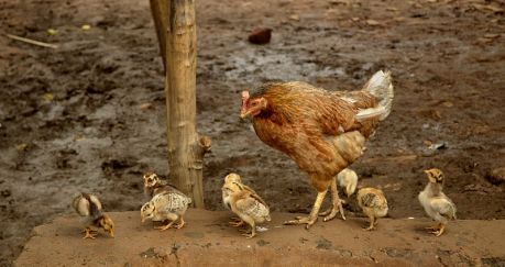 Hen_with_chicks,_Raisen_district,_MP,_India, fot. Autor: Yann (Praca własna) [GFDL (http://www.gnu.org/copyleft/fdl.html) lub CC BY-SA 4.0-3.0-2.5-2.0-1.0 (http://creativecommons.org/licenses/by-sa/4.0-3.0-2.5-2.0-1.0)], Wikimedia Commons