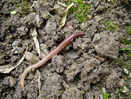 Earthworm_on_the_ground, fot. Autor: Dodo-Bird (originally posted to Flickr as Earthworm) [CC BY 2.0 (http://creativecommons.org/licenses/by/2.0)], Wikimedia Commons