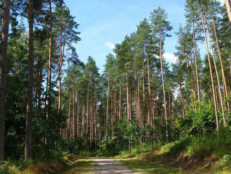 Pinus_sylvestris_forest_Gietrzwałd, fot. By Crusier (Own work) [GFDL (http://www.gnu.org/copyleft/fdl.html) or CC BY 3.0 (http://creativecommons.org/licenses/by/3.0)], via Wikimedia Commons