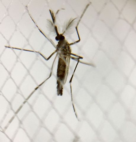 Male_Aedes_Aegypti_Mosquito,  fot. By NIAID (Male Aedes Aegypti Mosquito) [CC BY 2.0 (http://creativecommons.org/licenses/by/2.0)], via Wikimedia Commons