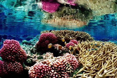 Coral reef at palmyra