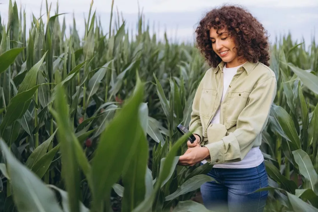 Agronomist examining maize leaves through a magnifying glass in a field