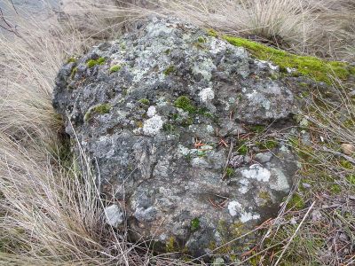 Mosses_and_lichens, fot. public domain