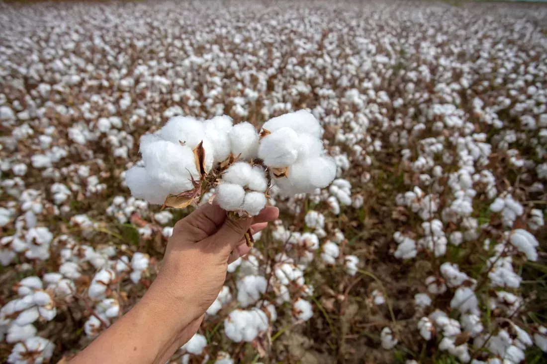 Hand holding a ripe cotton boll above a cotton field