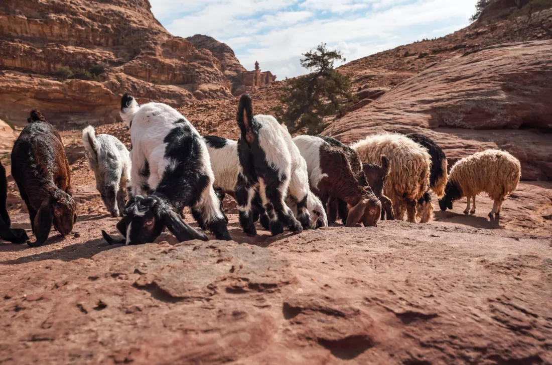 Goats and sheep on rocky desert ground