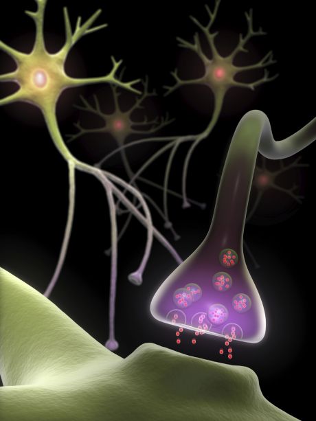 Chitosan tubes help regenerate peripheral nerves