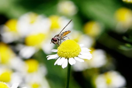 Hoverfly_crop