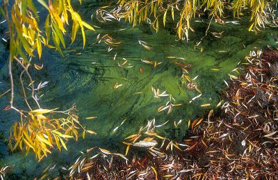 CSIRO_ScienceImage_4655_Bluegreen_algae_in_creek, fot. CSIRO [CC BY 3.0