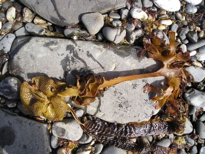 Two brown seaweeds